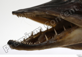 Northern pike mouth teeth 0006.jpg